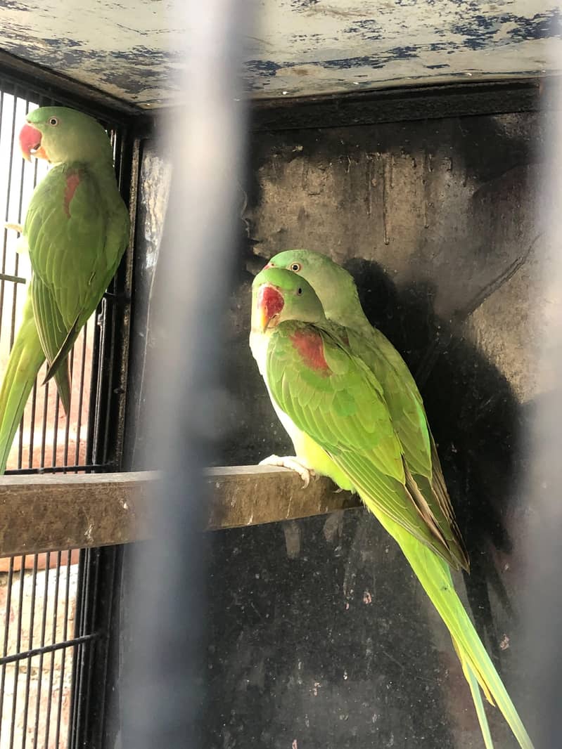Raw Parrot 7