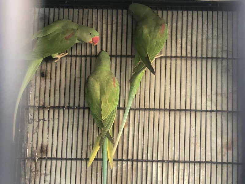 Raw Parrot 8