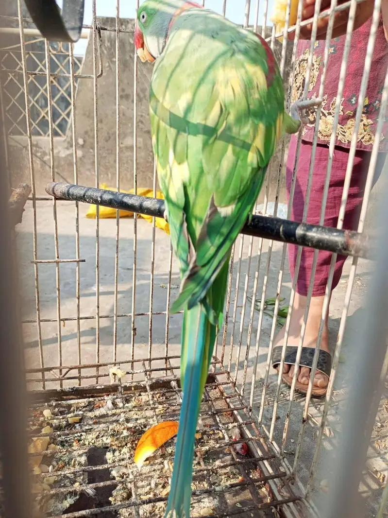 Raw parrot male — photo 2