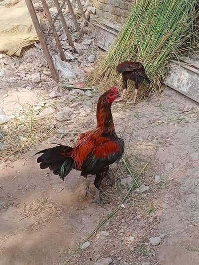 Thai pakoy urgent sale 03147563639