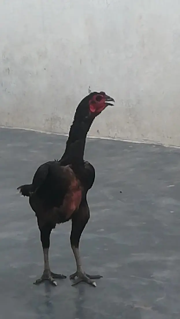 Thai pakoy urgent sale 03147563639 — photo 3