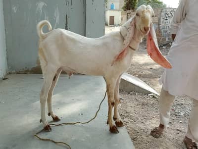 Gulabi,samroti,tapra,Bakra,bakre,andu,2027