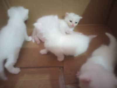 Cat sell new baby Three week above