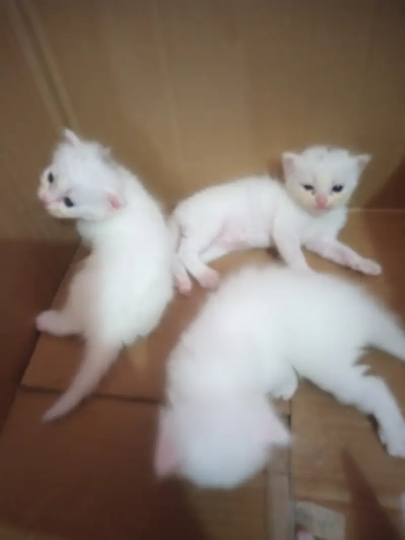 Cat sell new baby Three week above — photo 2