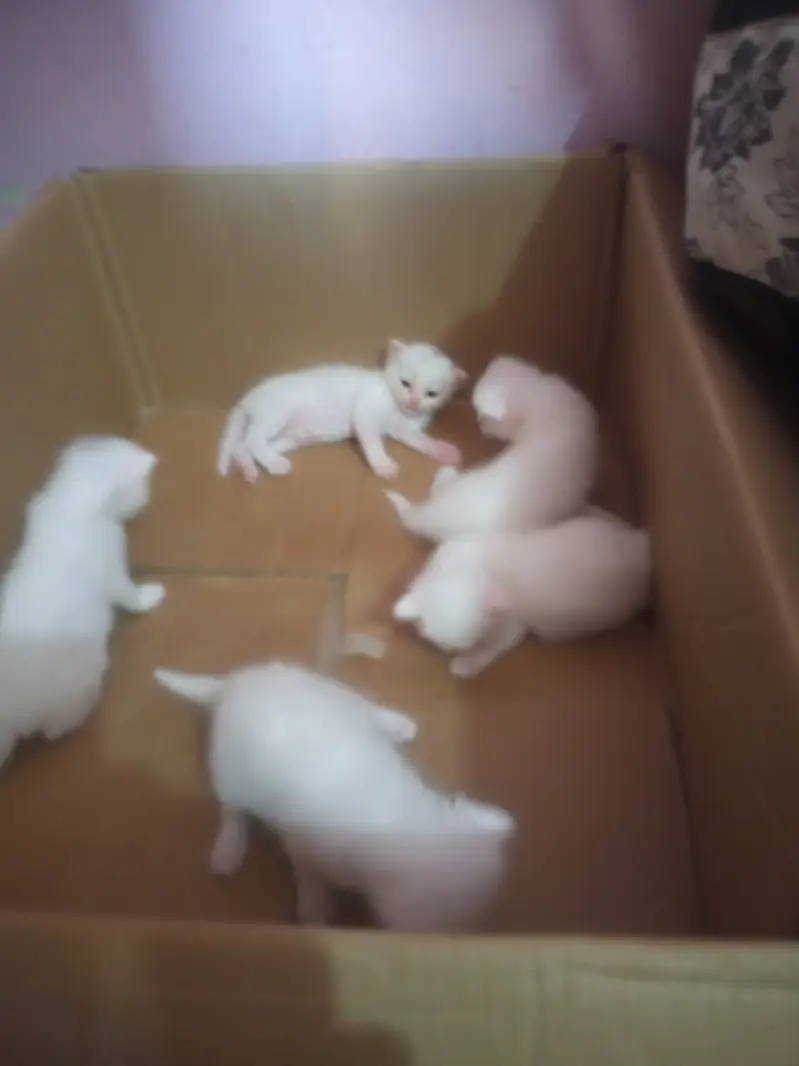 Cat sell new baby Three week above — photo 3