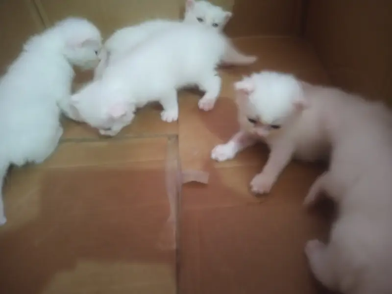 Cat sell new baby Three week above — photo 4