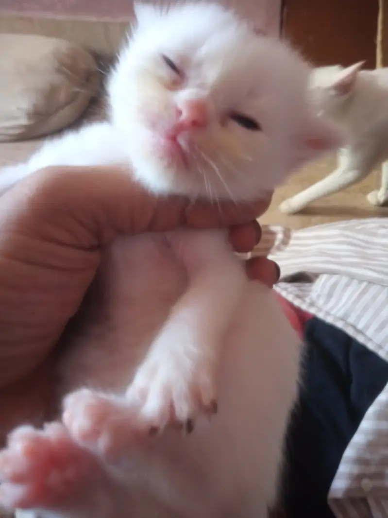Cat sell new baby Three week above — photo 5