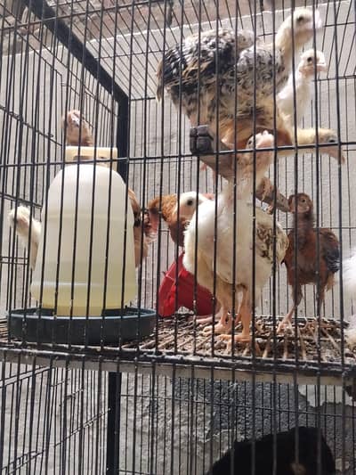 dasi misri chicks for sale 12 Month egg dana wali