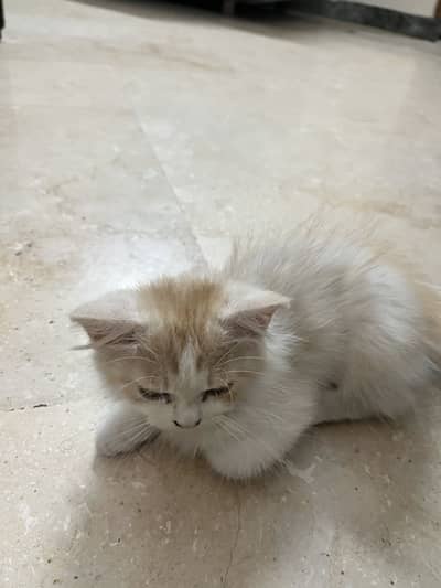 URGENT FOR SALE HOME FRIENDLY FULL ACTIVE BABY