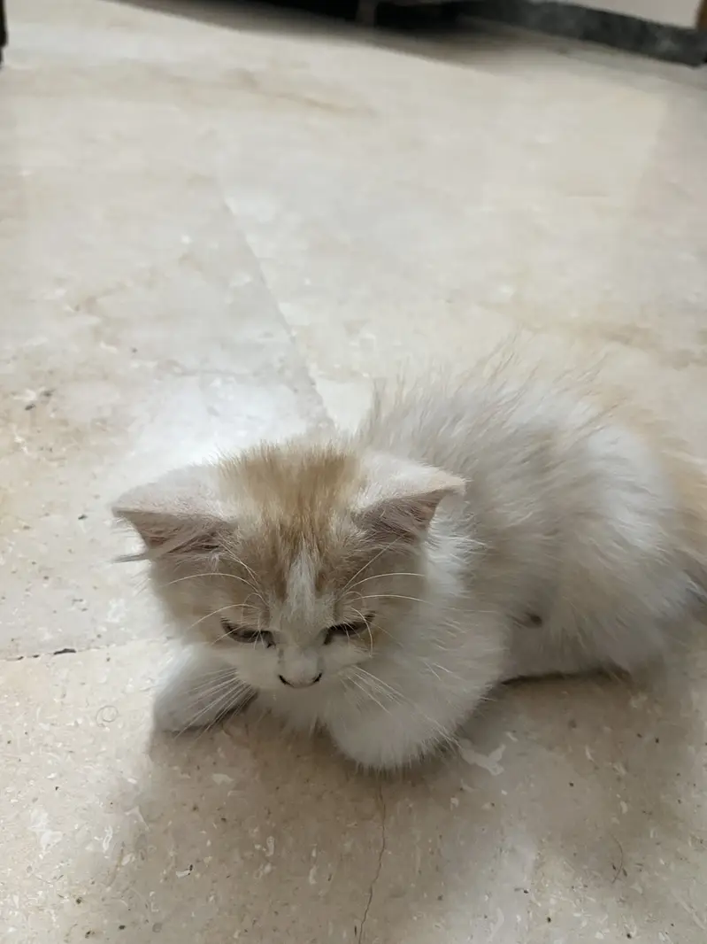 PERSIAN KITTEN ONLY 2 MONTHS FOR SALE IN MULTAN FROM VACCINATED MOTHER