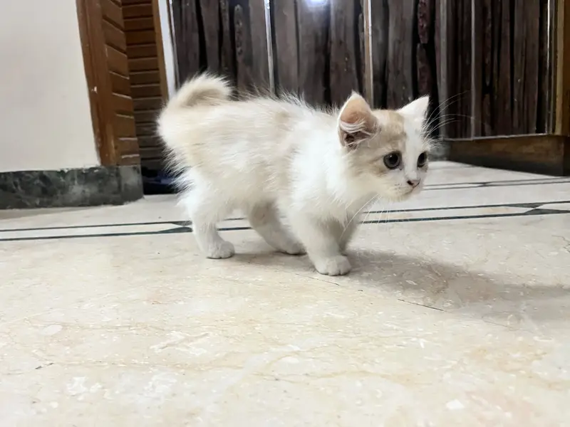 PERSIAN KITTEN ONLY 2 MONTHS FOR SALE IN MULTAN FROM VACCINATED MOTHER — photo 2