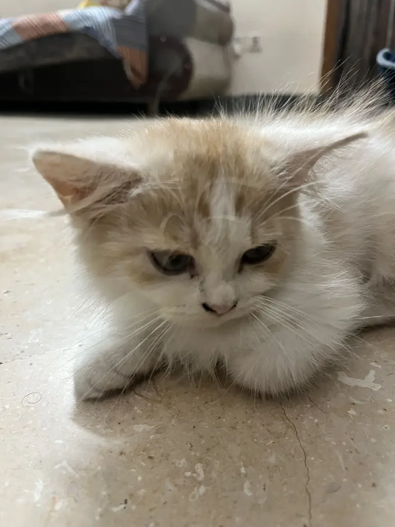 PERSIAN KITTEN ONLY 2 MONTHS FOR SALE IN MULTAN FROM VACCINATED MOTHER — photo 3