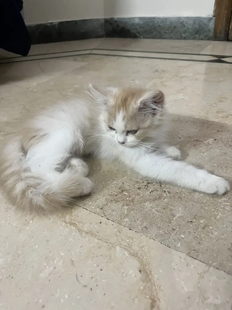 PERSIAN KITTEN ONLY 2 MONTHS FOR SALE IN MULTAN FROM VACCINATED MOTHER — photo 4