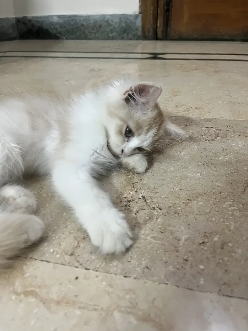 PERSIAN KITTEN ONLY 2 MONTHS FOR SALE IN MULTAN FROM VACCINATED MOTHER — photo 5