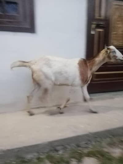 Female goat