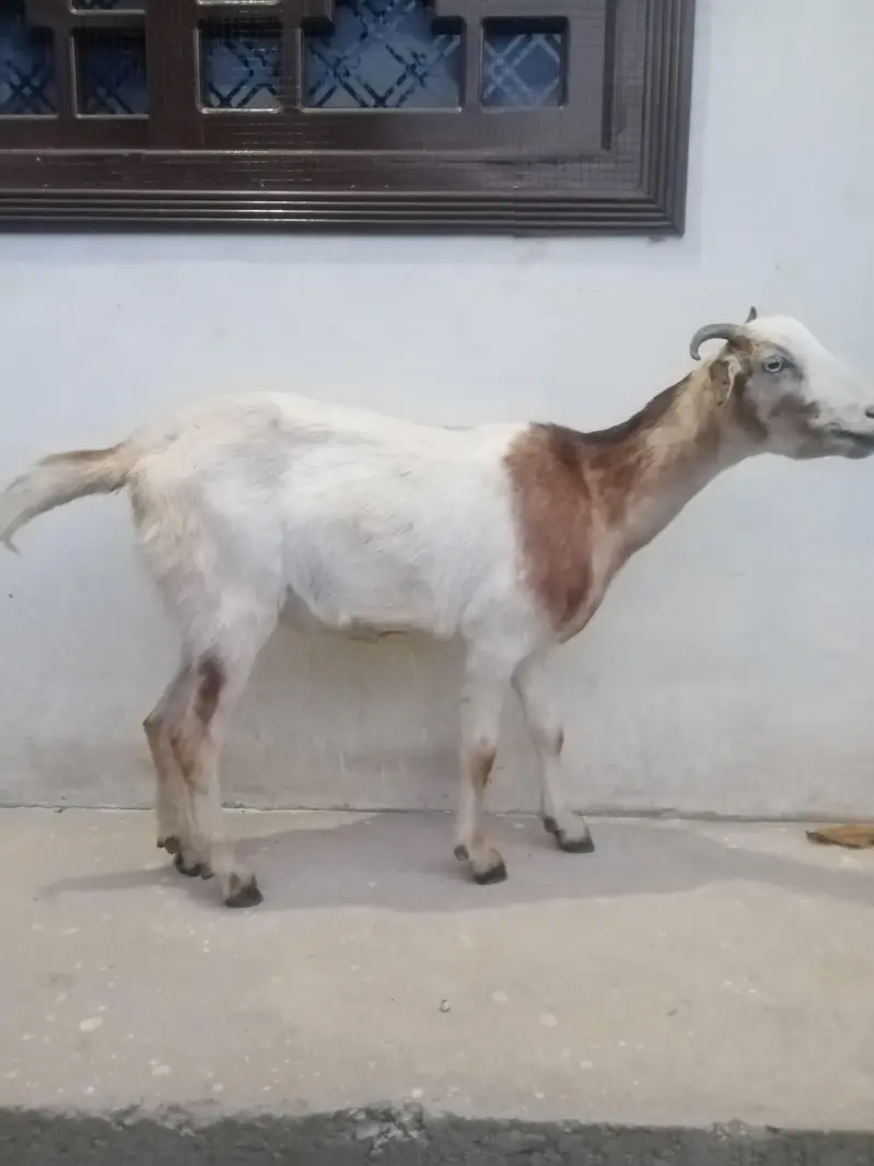 Female goat — photo 2