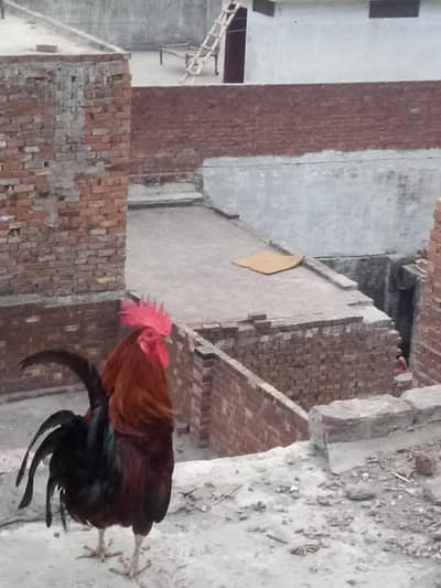 murga for sale