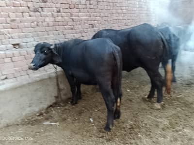 3 janwer for sale