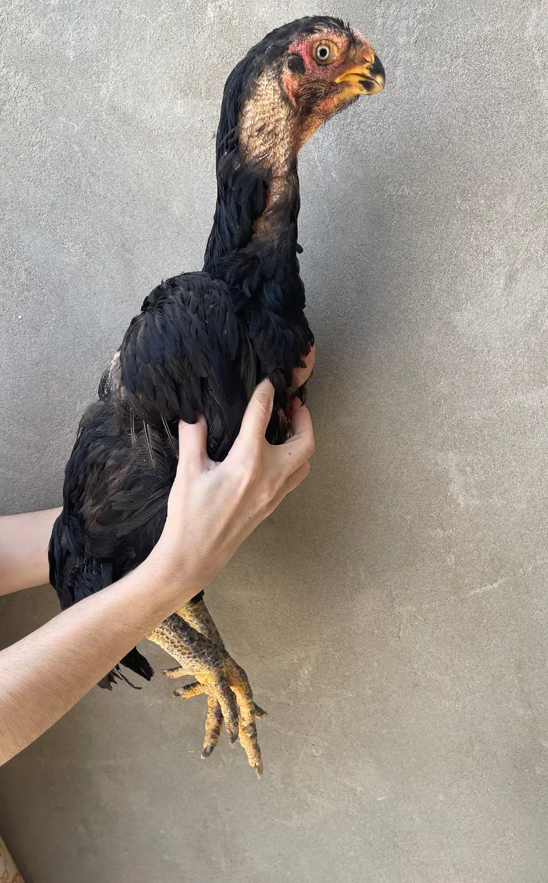Parrot Beak Aseel — photo 2