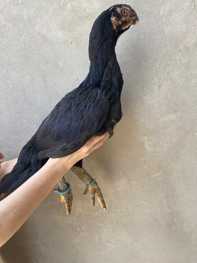 Parrot Beak Aseel — photo 3