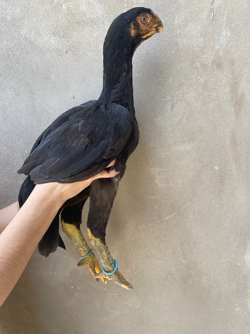Parrot Beak Aseel — photo 4