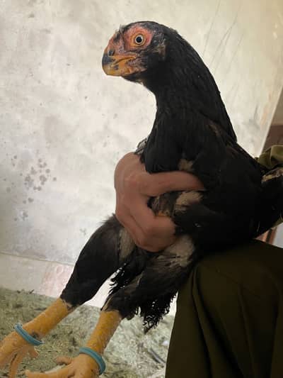 Parrot Beak Aseel