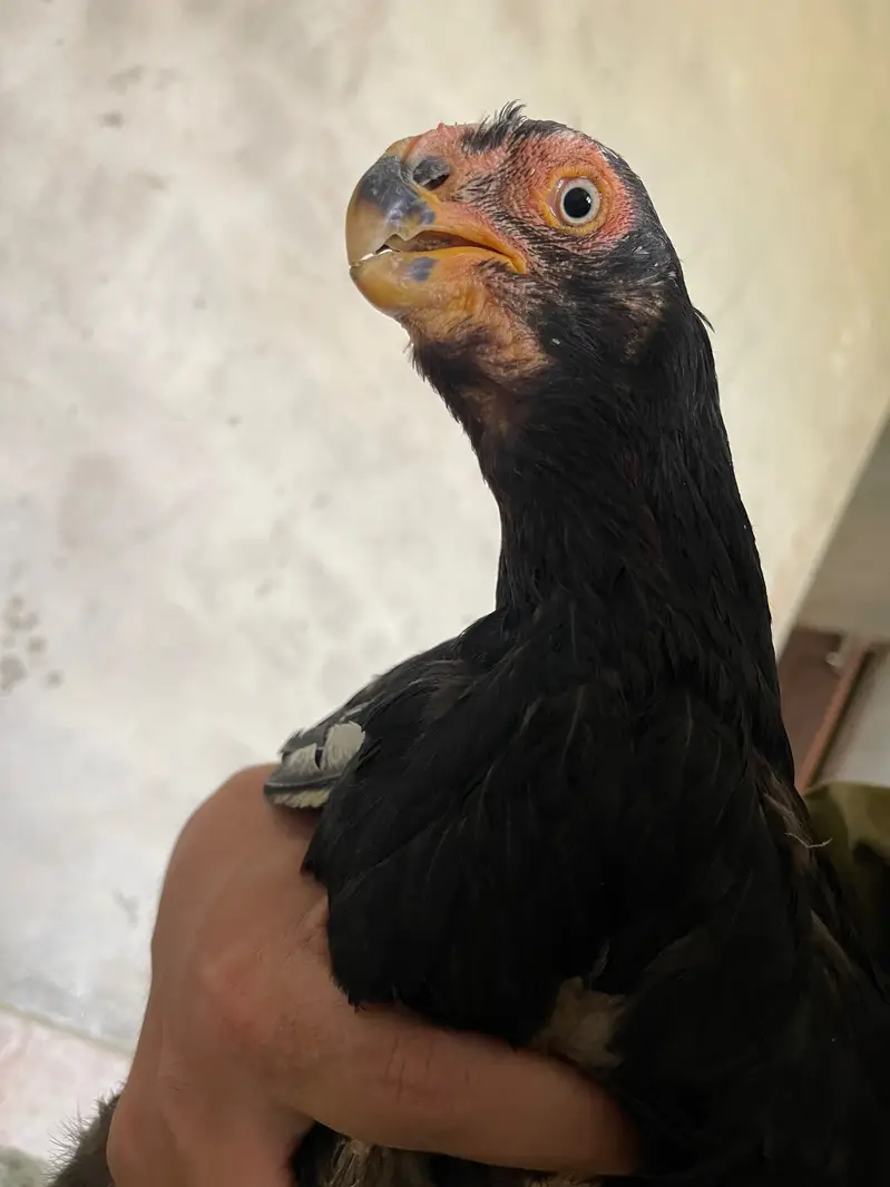 Parrot Beak Aseel — photo 5