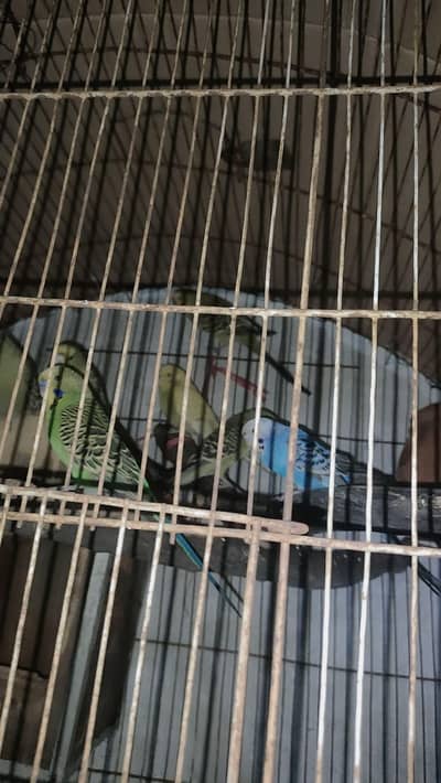 Australian parrot full healthy and active pairs
