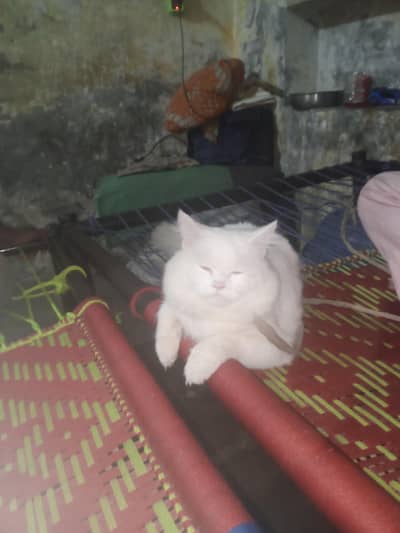 sheru
