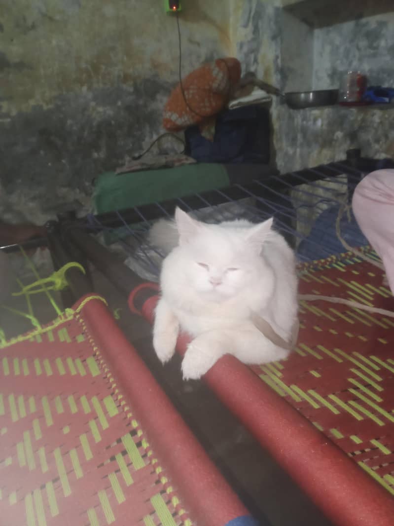 sheru 0