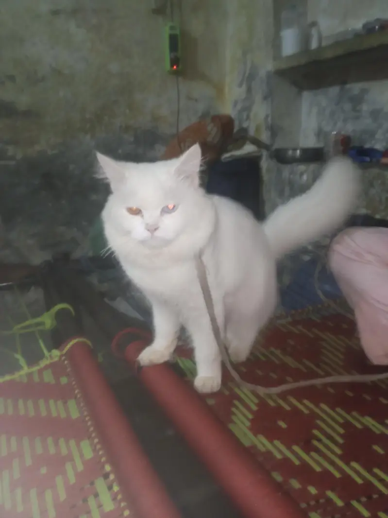 sheru — photo 2