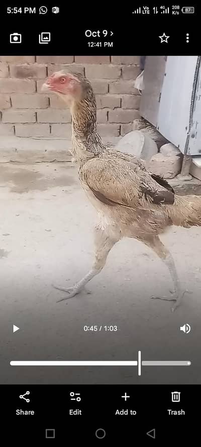 Thie cross female Aseel