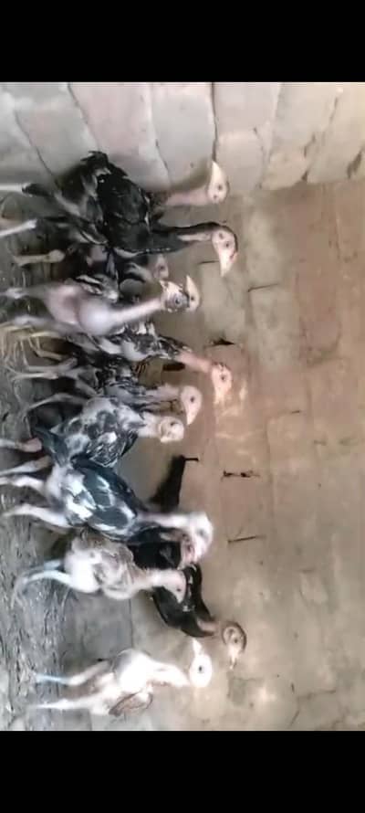 shamo 15 bachy hn