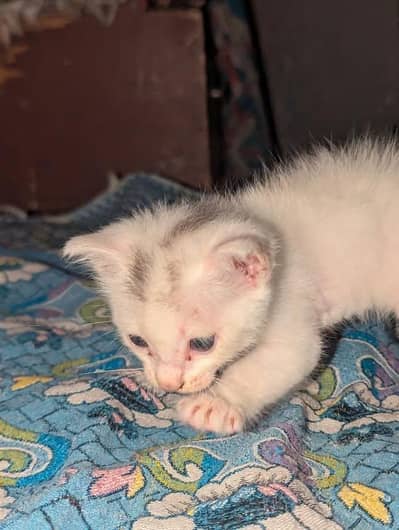 Persian baby cat Only 5000