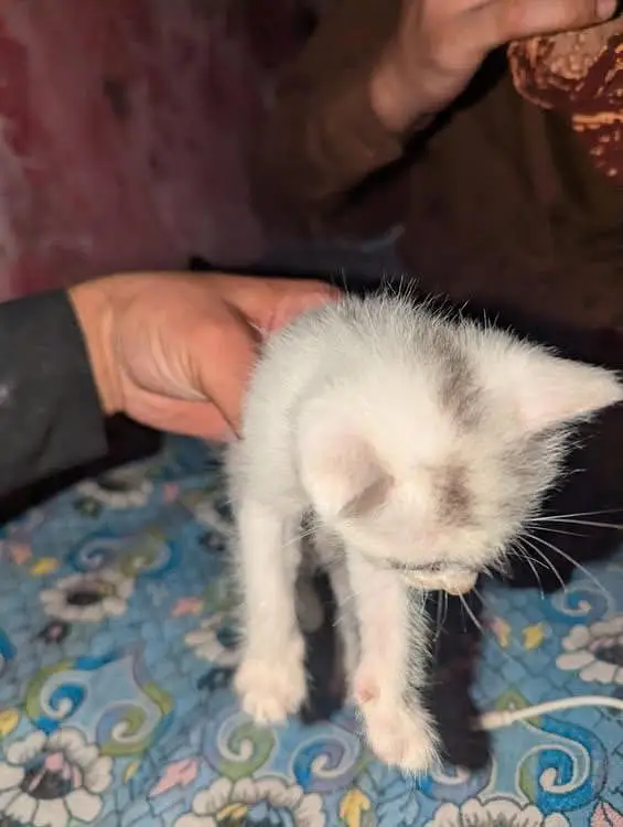 Persian baby cat Only 5000 — photo 3