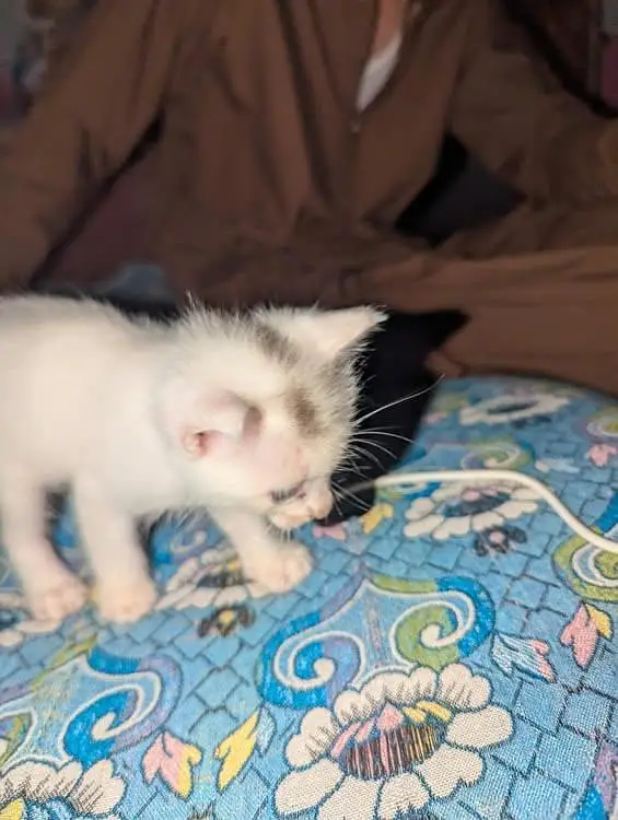 Persian baby cat Only 5000 — photo 4