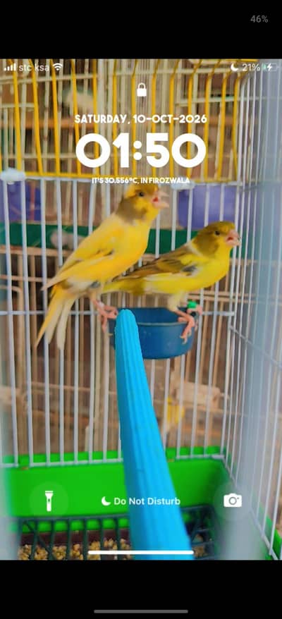 ablak canary finch pair