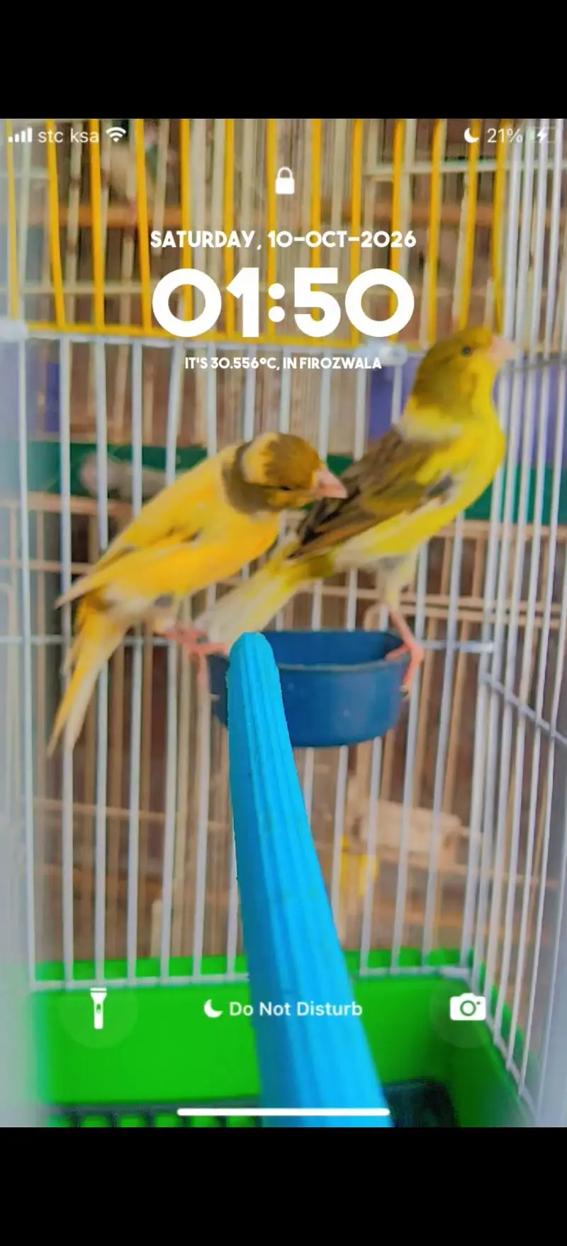 ablak canary finch pair — photo 2