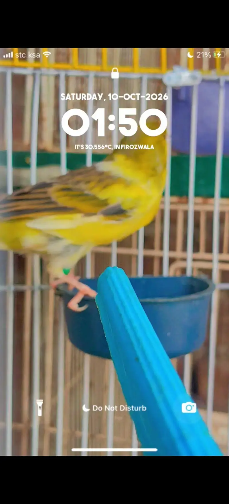 ablak canary finch pair — photo 3