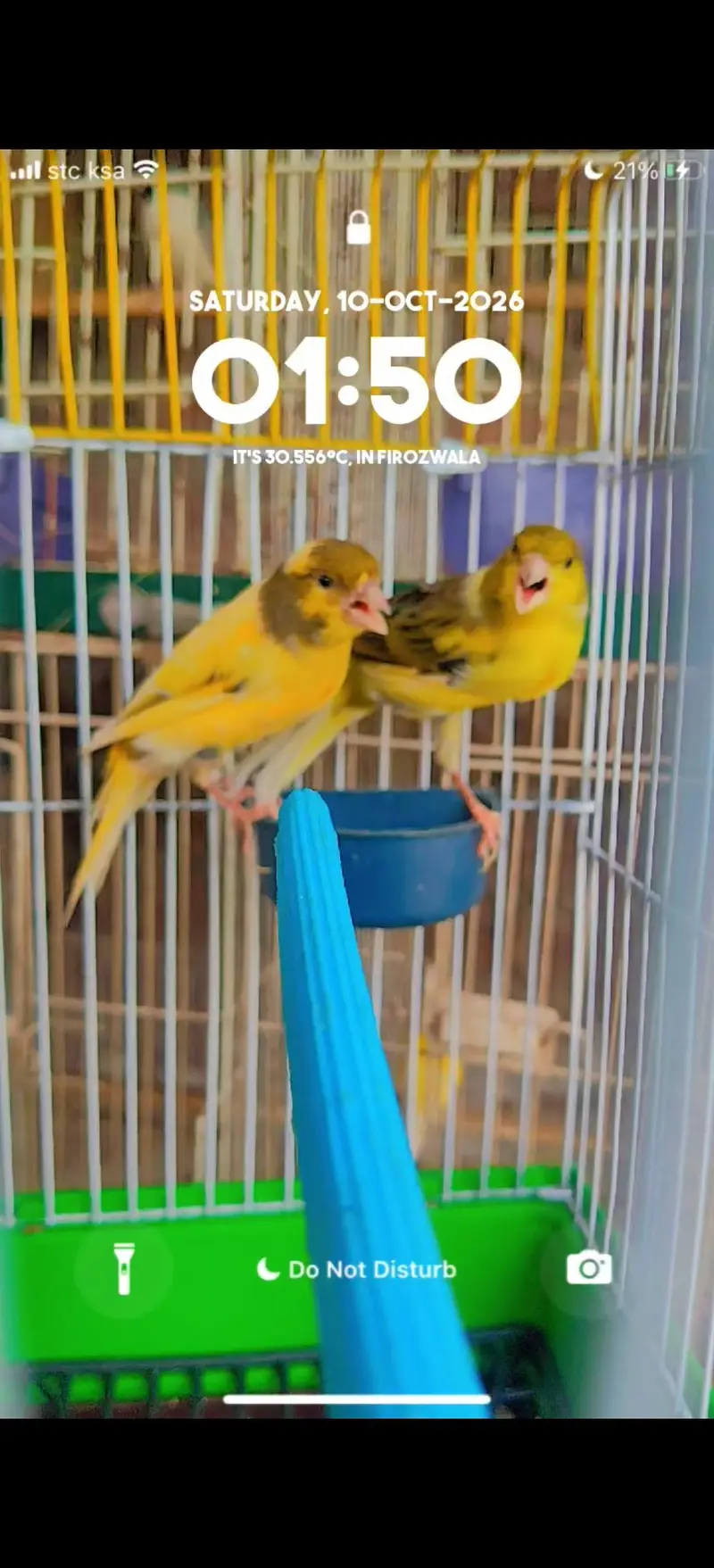 ablak canary finch pair — photo 4