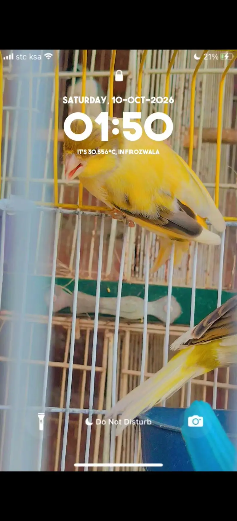 ablak canary finch pair — photo 5
