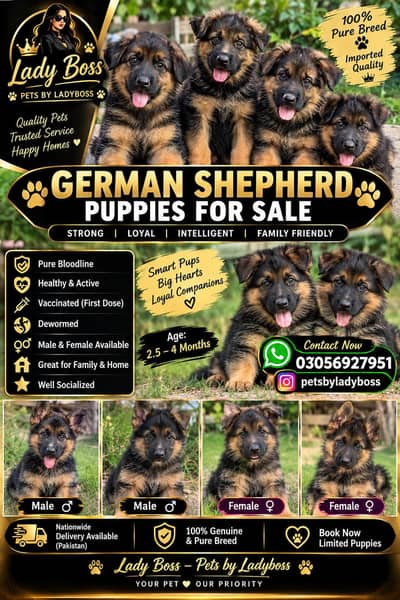 GSd top quality pets for sale