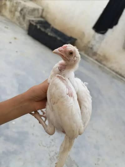heera chiks for sale
