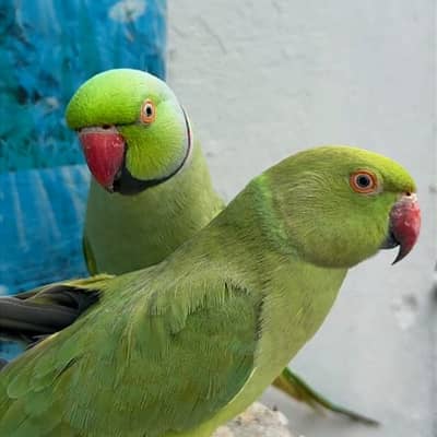 Green Raw Parrot Talking Parrot For Sale