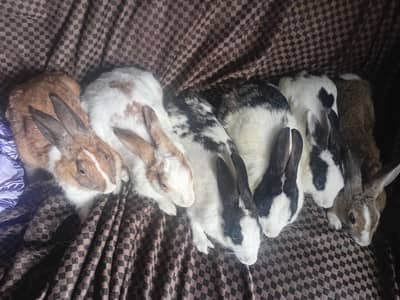 Rabbits for sale