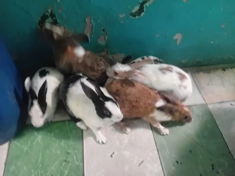 Rabbits for sale — photo 2