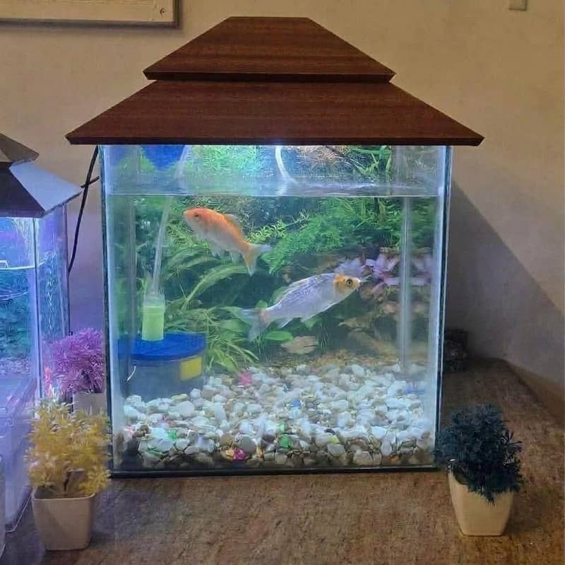 fish aquarium 0