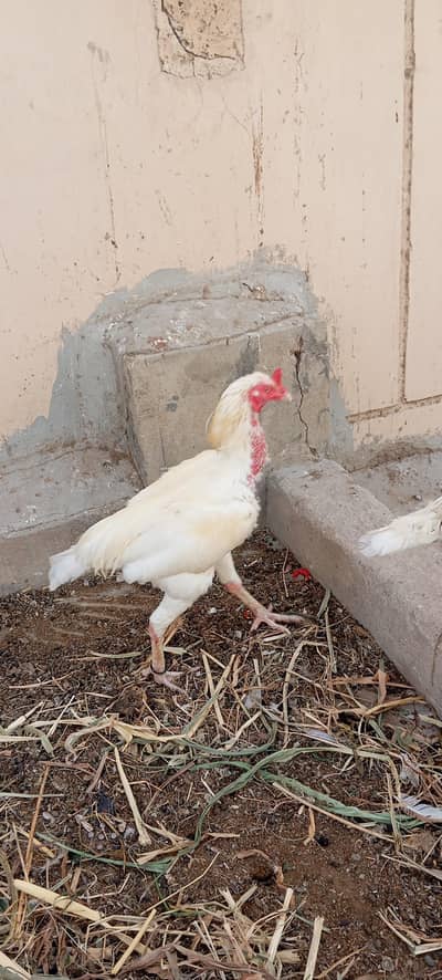 Heera Male