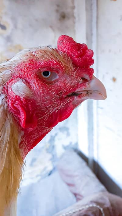 HEERA ASEEL | BREEDER | 0313-4715481