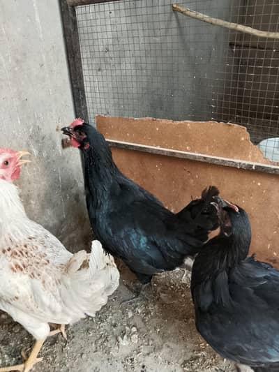redey to egg laying